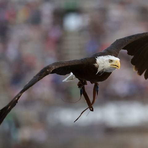 Lincoln the Bald Eagle took flight around The Last Great Colosseum during pre-race ceremonies.